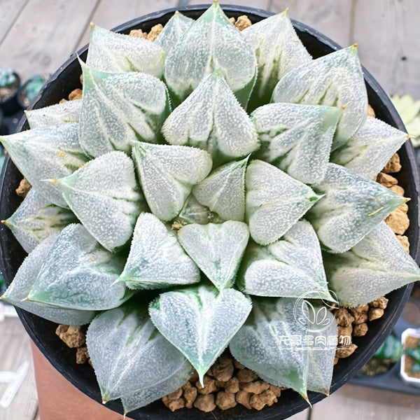 Haworthia love heart