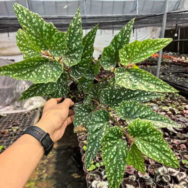 Begonia Alamo