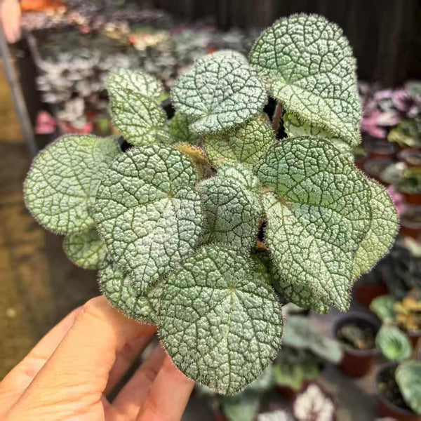 Begonia White Silk Shape