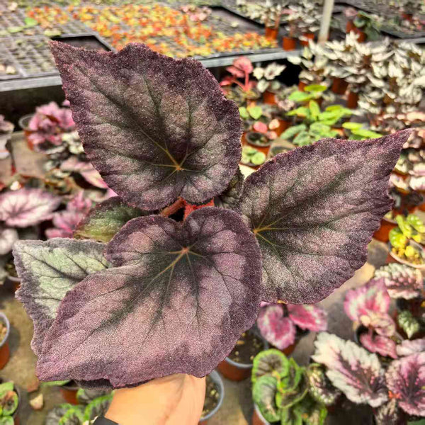 Begonia  Flamingo Soul