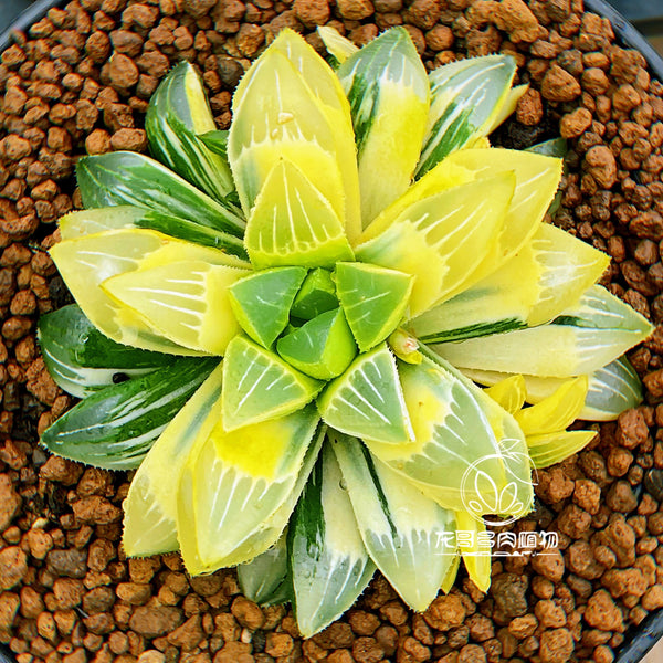 Haworthia Heidelbergensis variegated