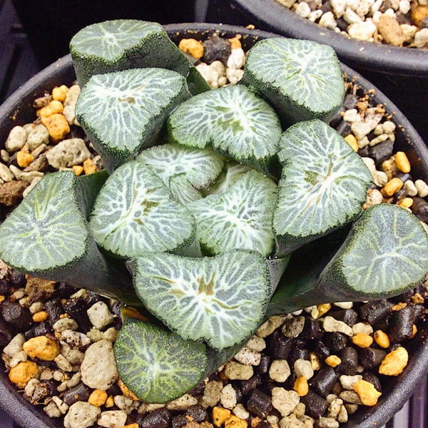 Haworthia maughanii Shirotae