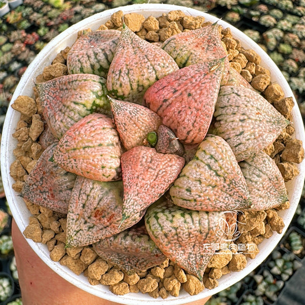 Haworthia pictared gem
