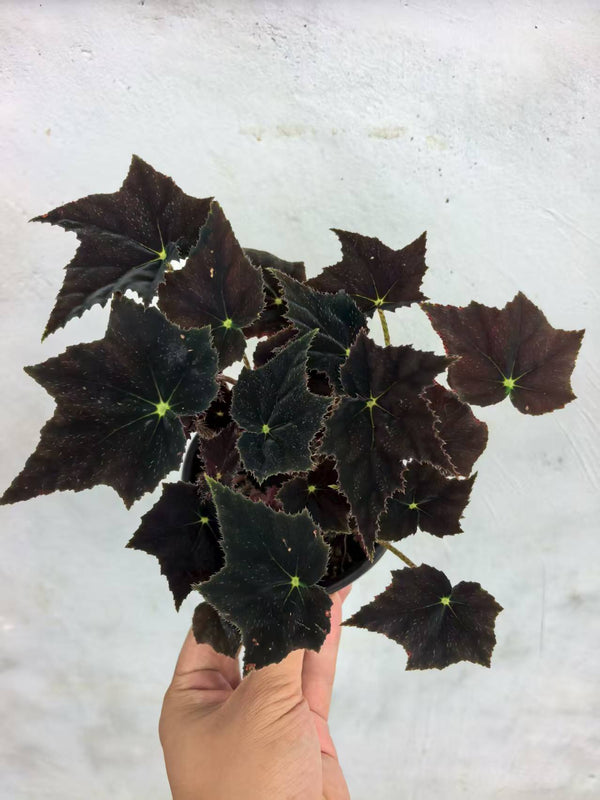 Begonia Black Velvet