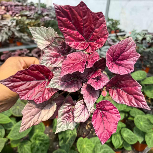 Begonia  C flame