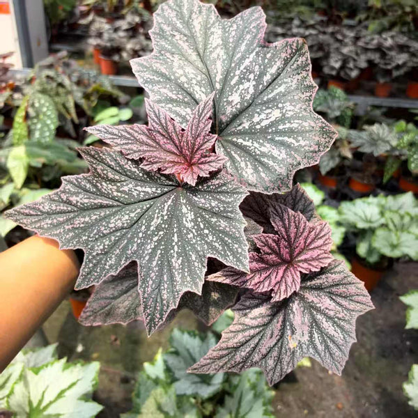 Begonia Pinkminx
