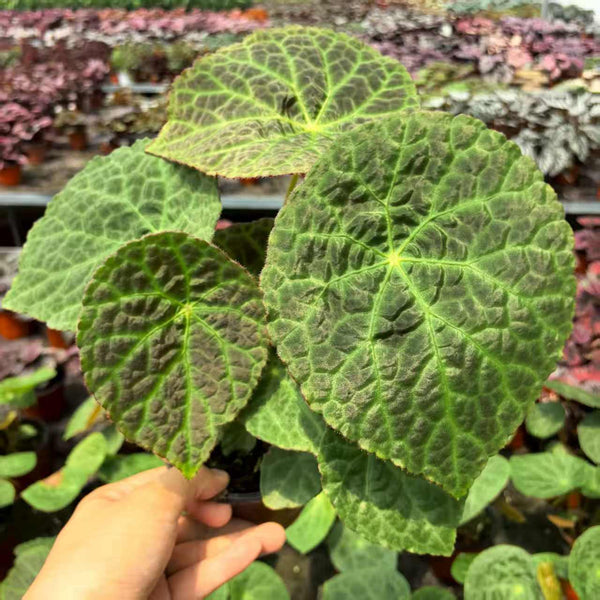 Begonia Natunaensis