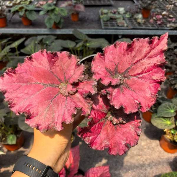Begonia Daxinensis