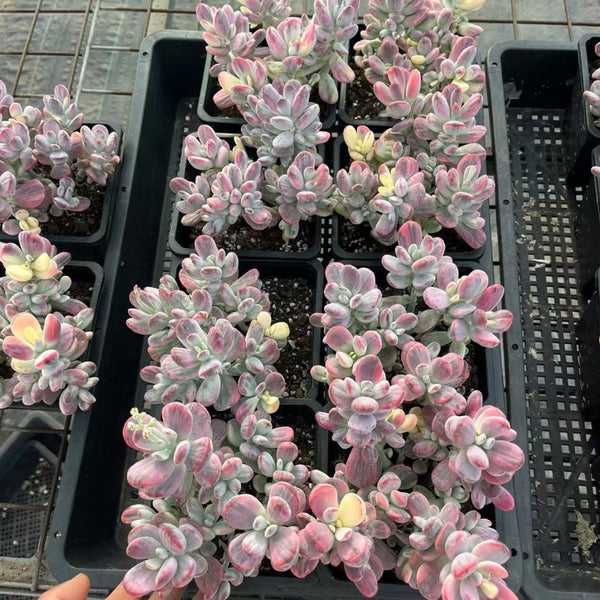 Cotyledon orbiculata cv.