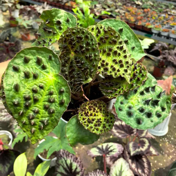 Begonia ferox