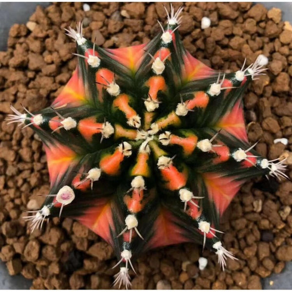 Gymnocalycium mihanovichii variegat