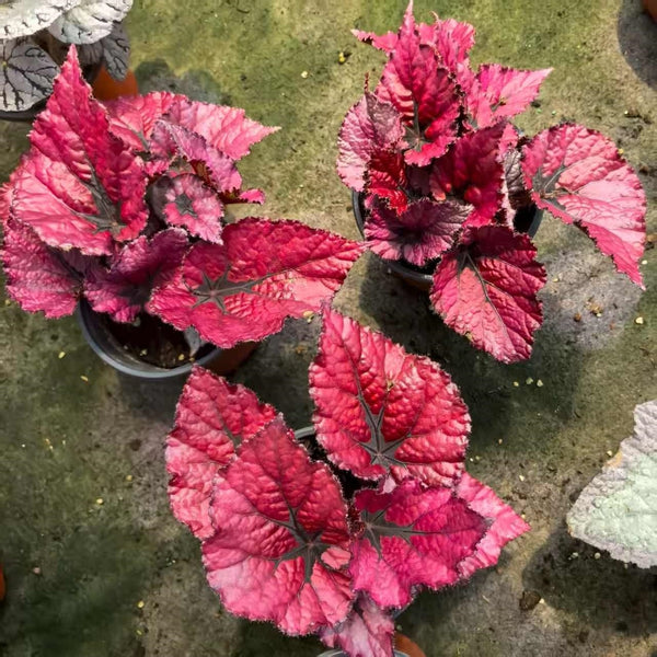 Begonia Cardinal