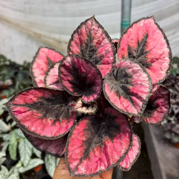 Begonia Acetosa