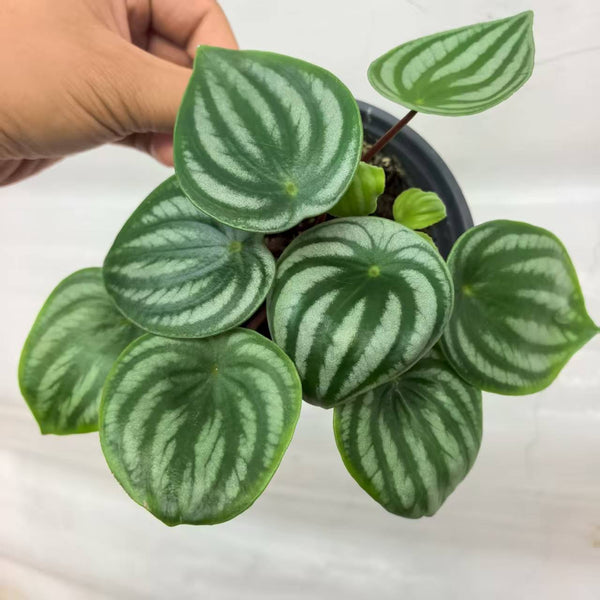 Peperomia argyreia