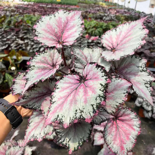 Begonia February