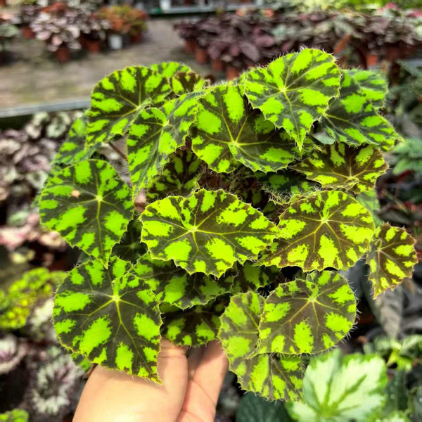 Begonia Tiger