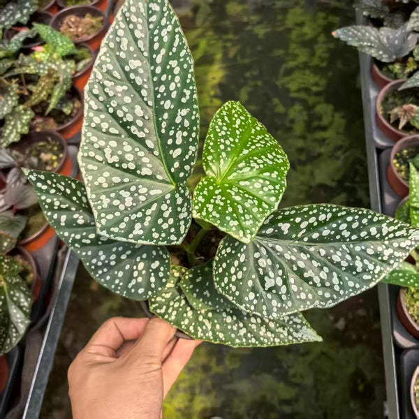 Begonia Snow Capped