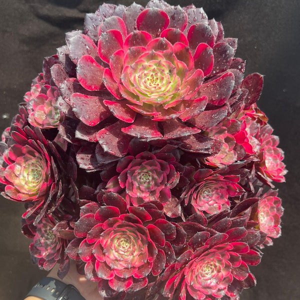 Aeonium Black Zwarkin Variegated