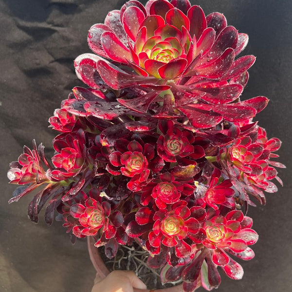 Aeonium Chanel