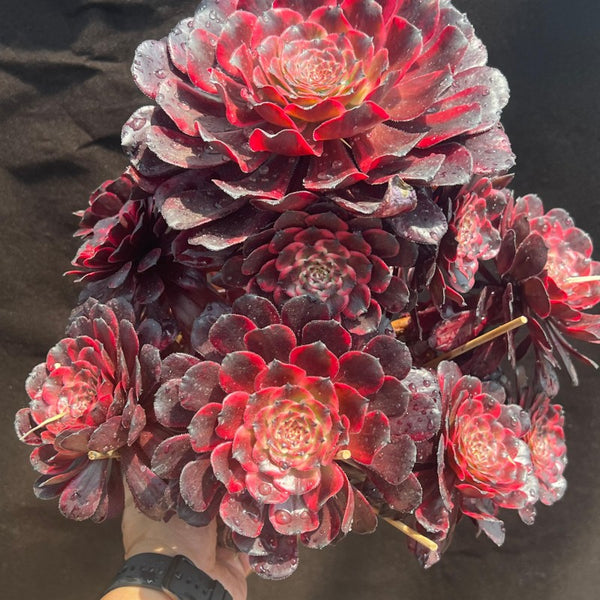 Aeonium Fire Cloud