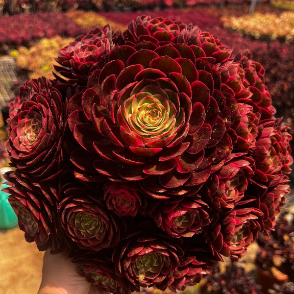 Aeonium Pink Flower Monter