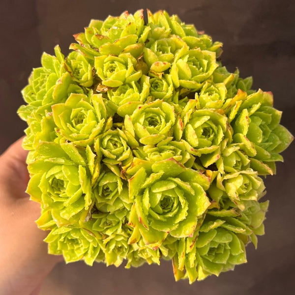 Aeonium Gold Helloween