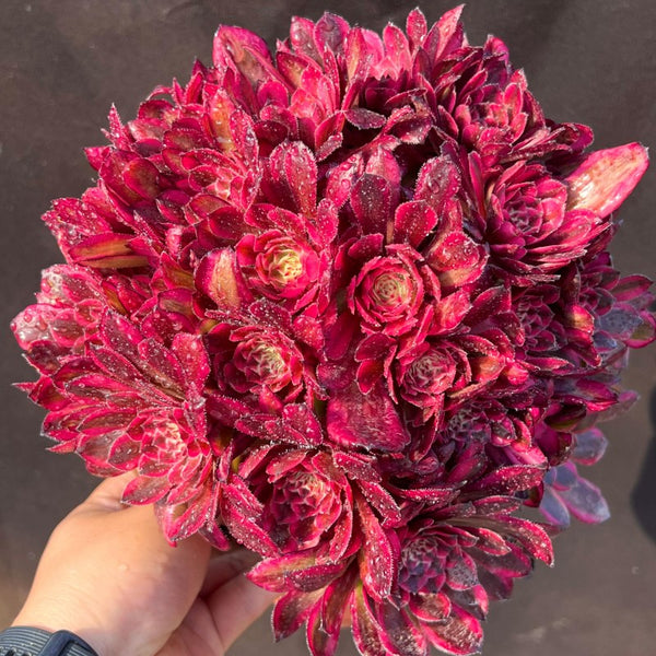Aeonium Gucci