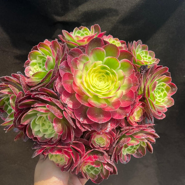 Aeonium Haiwang