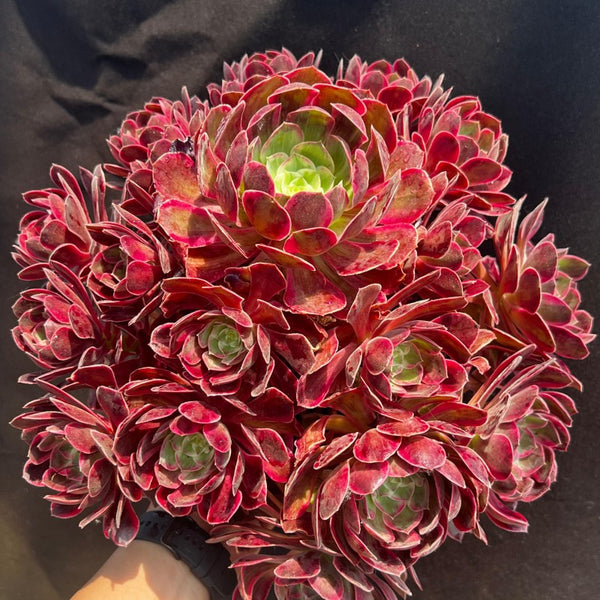 Aeonium Huansha