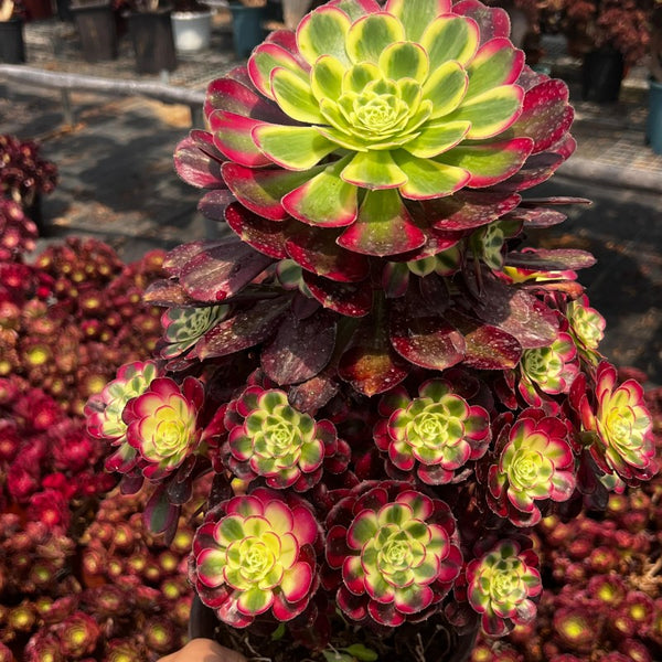 Aeonium Ice Cream