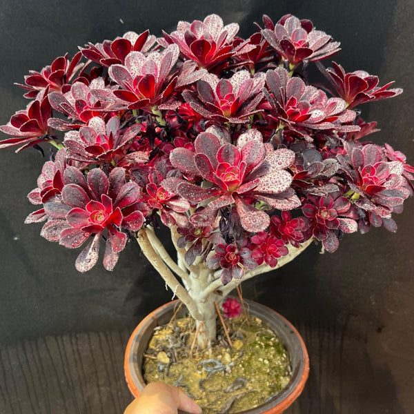 Aeonium Chanel Jungle shaped
