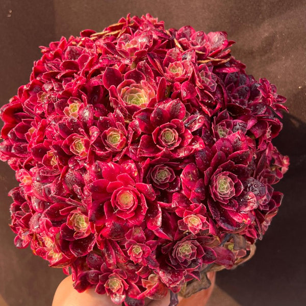 Aeonium Medusa mini tea cup shaped