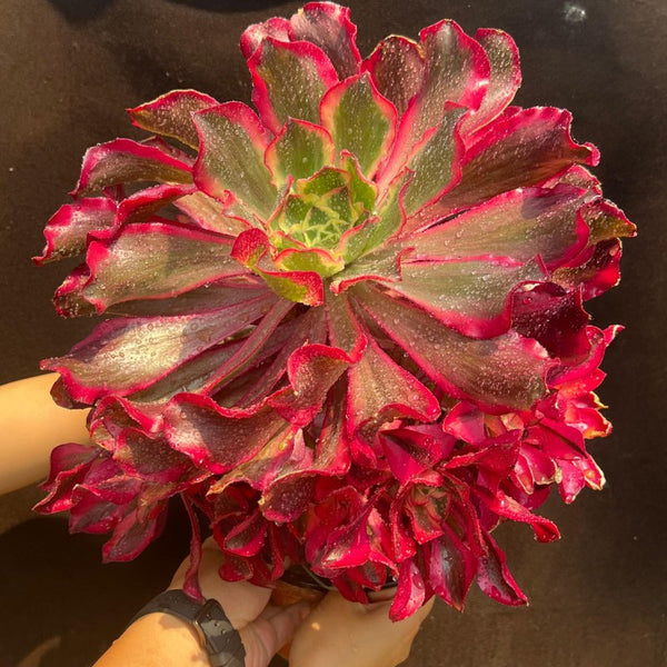 AEONIUM PHANTOM