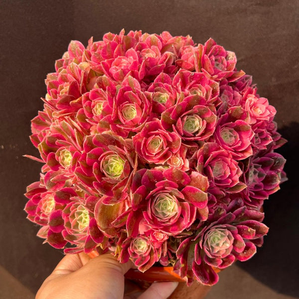 Aeonium Pink Witch mini tea cup shaped