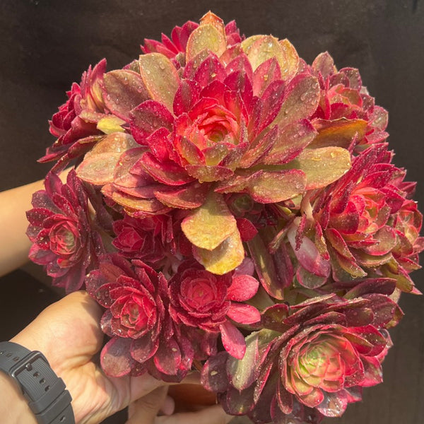 Aeonium Red Flower Monster variegated