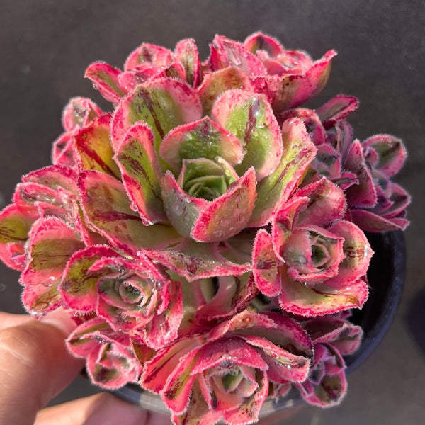 AEONIUM RED FUJI