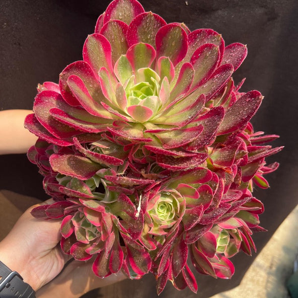 AEONIUM RED LIPS OR YAOYUE