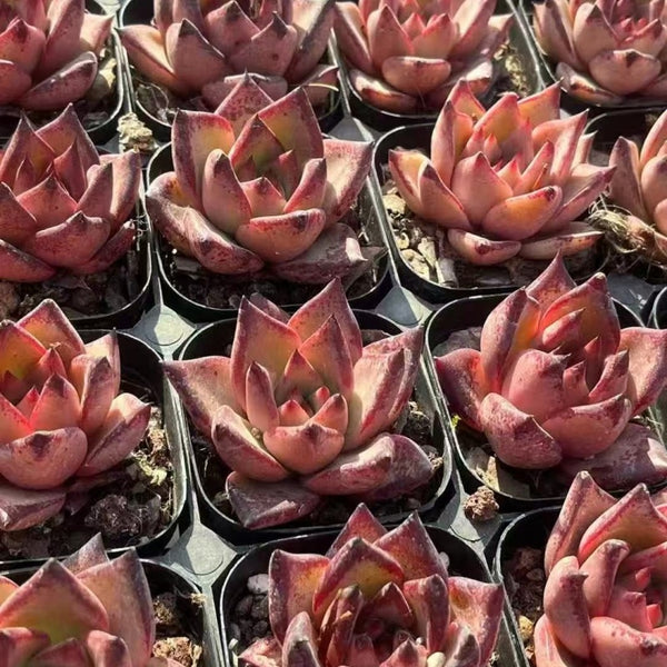 Echeveria Romeo
