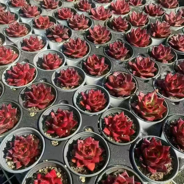 Echeveria Robin