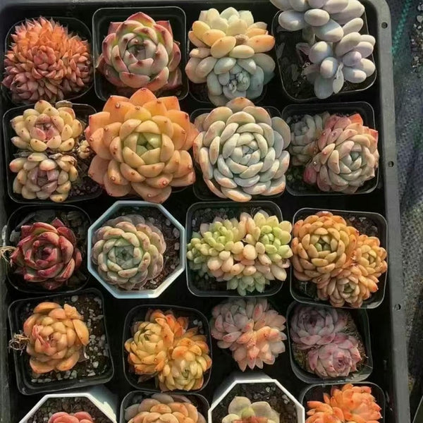 Random Echeveria Combination