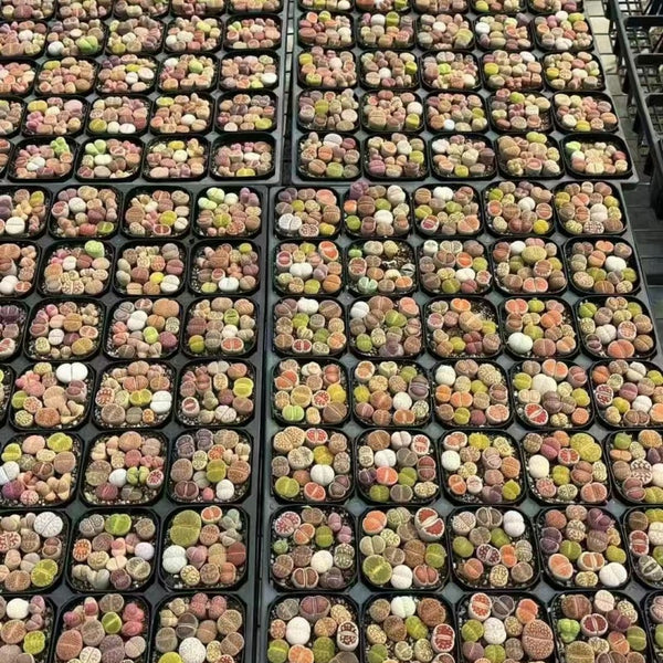 Random Lithops Combination