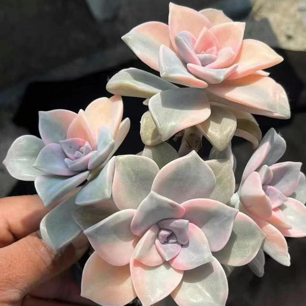 Pachyphytum Purple Delight var