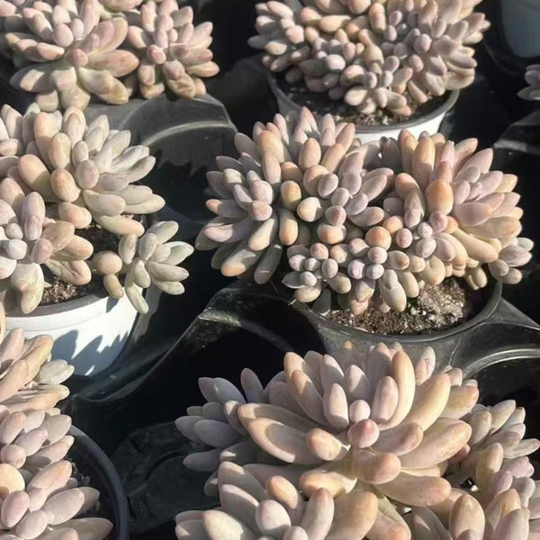 Pachyphytum Pink Lover