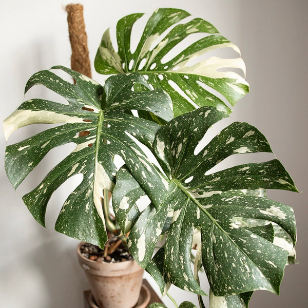 Monstera Thai Constellation